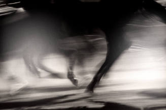 Dance of the Runaway Horses