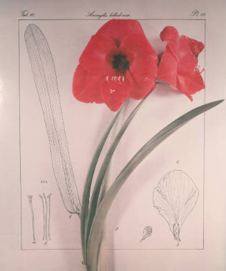 Amaryllis Belladonna