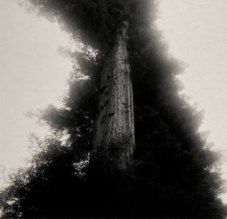 Redwood, California | Hexagram #48 – Ching/The Well 
