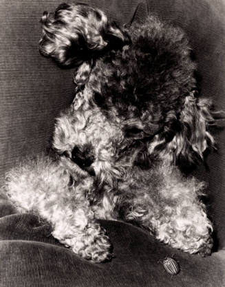Noel