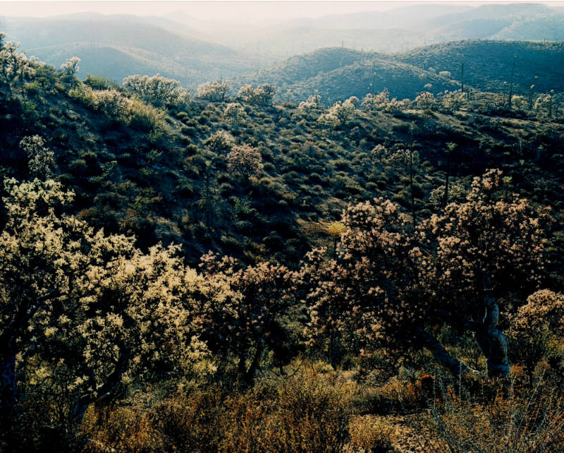 Desert Vegetation, Baja California
