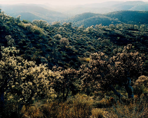 Desert Vegetation, Baja California