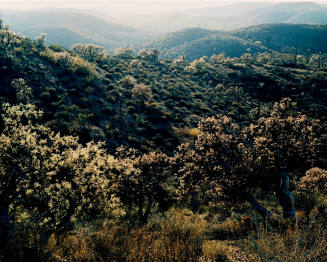 Desert Vegetation, Baja California