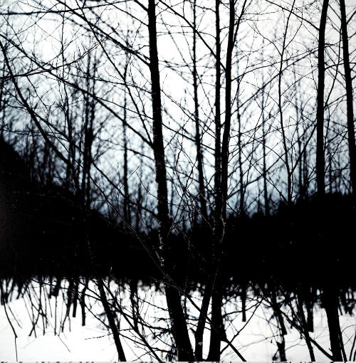 Untitled [Wilderness 38044-6-08]