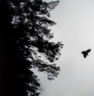 Untitled [Wilderness 03455-10-12]