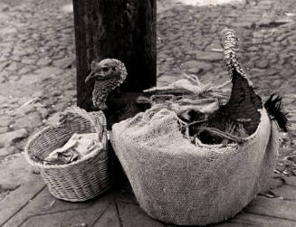 Turkeys Going to Market (Mexico?)