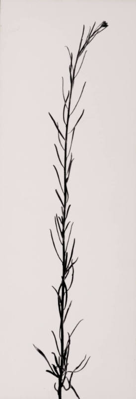 Weed in Glen Canyon, Christmas
