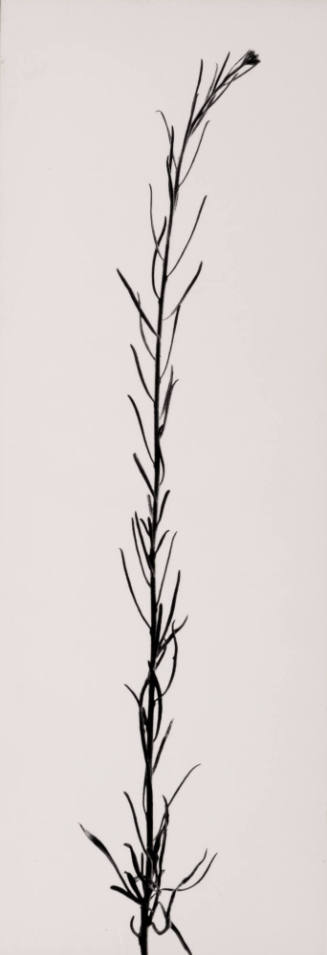 Weed in Glen Canyon, Christmas