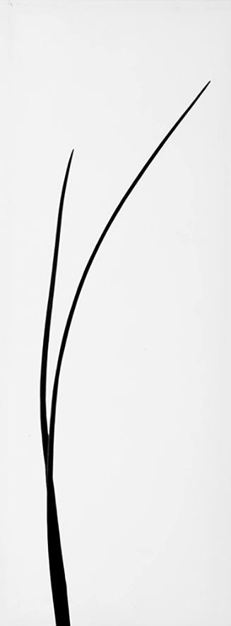 Canyon Flower, Christmas