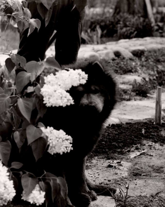 Untitled (Chow with lilacs), New Mexico