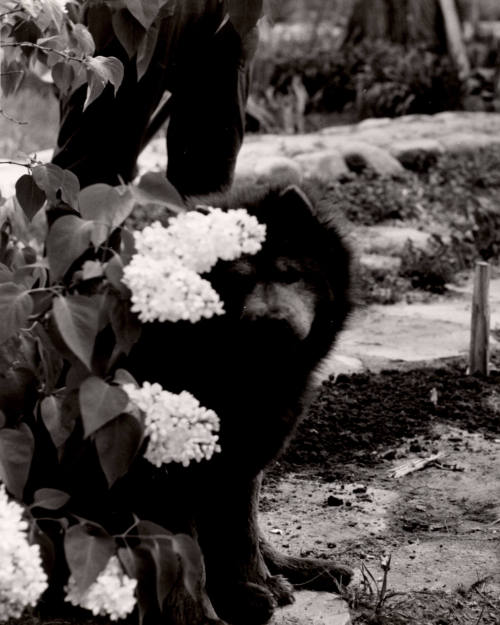 Untitled (Chow with lilacs), New Mexico