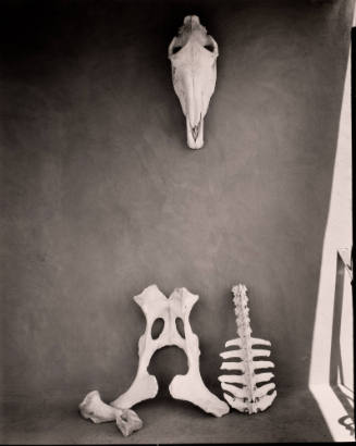 Untitled (Display of bones), New Mexico