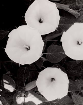 Untitled (Flowers)