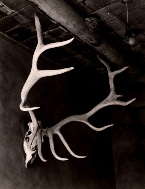 Elk Antlers, Georgia O'Keeffe's House, Abiquiu, New Mexico