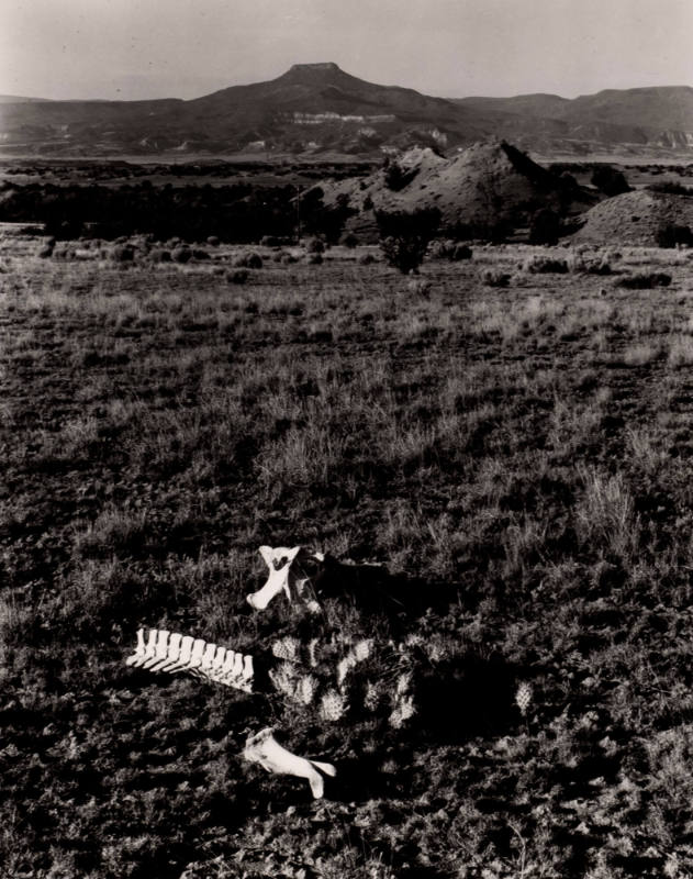 Untitled (Bones in landscape with Pedernal), New Mexico