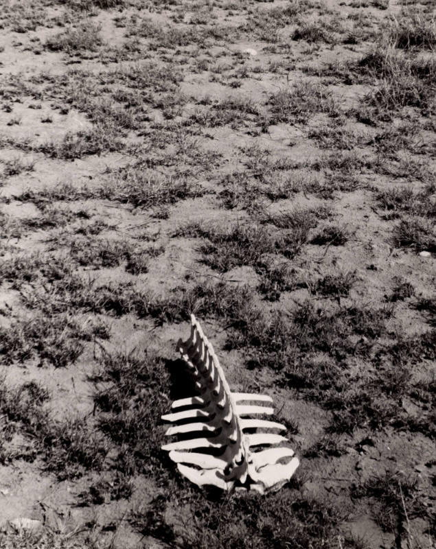 Untitled (Bones on ground), New Mexico