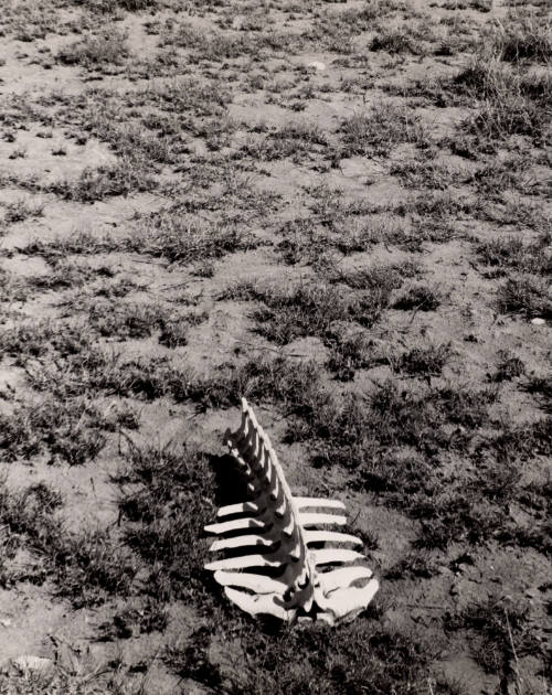 Untitled (Bones on ground), New Mexico
