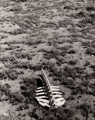 Untitled (Bones on ground), New Mexico