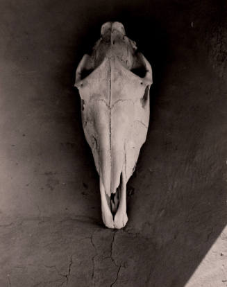 Untitled (Horse skull on wall), New Mexico