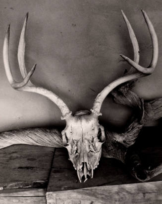 Untitled (Antelope skull against wall), New Mexico