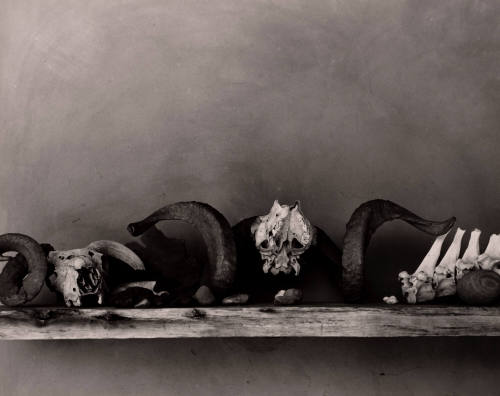 Untitled (Bones on shelf), New Mexico