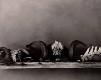 Untitled (Bones on shelf), New Mexico