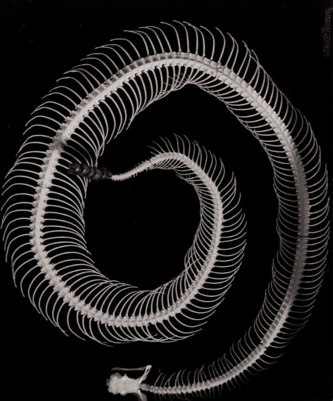 Rattlesnake Skeleton in O'Keeffe's Abiquiu House