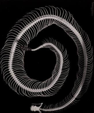 Rattlesnake Skeleton in O'Keeffe's Abiquiu House