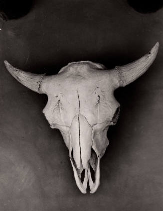 Untitled (Skull on wall), Abiquiu, New Mexico