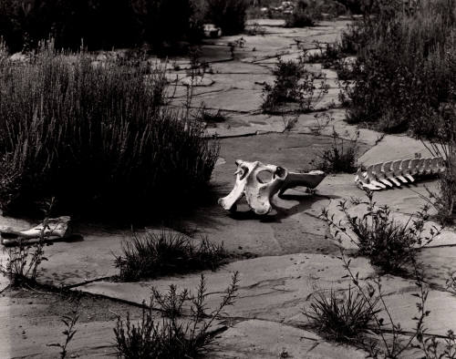 Untitled (Landscape with bones), New Mexico