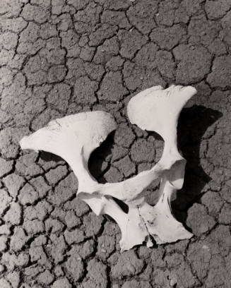 Untitled (Bones on cracked earth), New Mexico
