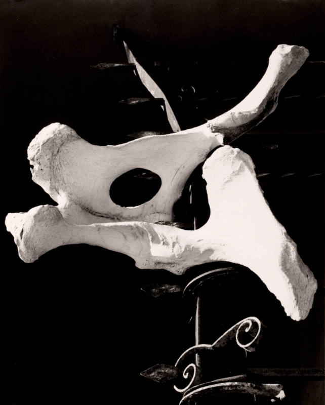 Untitled (Pelvis bone on fence), New Mexico