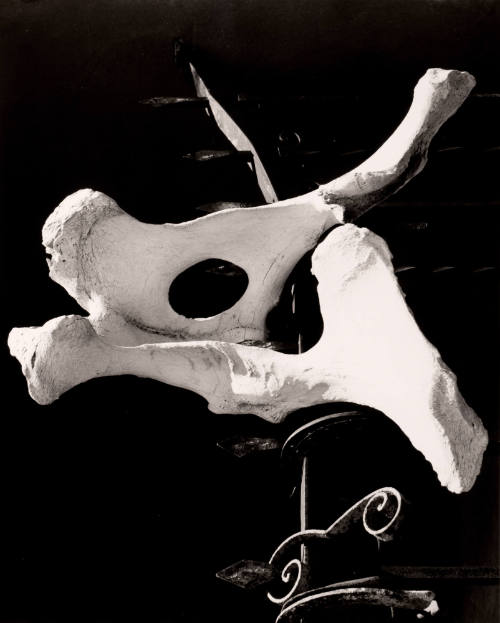 Untitled (Pelvis bone on fence), New Mexico