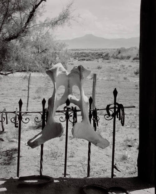Untitled (Pelvis bone on fence), New Mexico