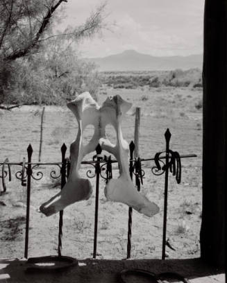 Untitled (Pelvis bone on fence), New Mexico