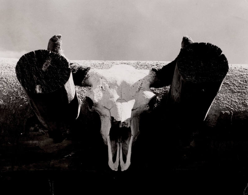 Buffalo Head at Georgia O'Keeffe's Ghost Ranch House