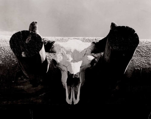 Buffalo Head at Georgia O'Keeffe's Ghost Ranch House