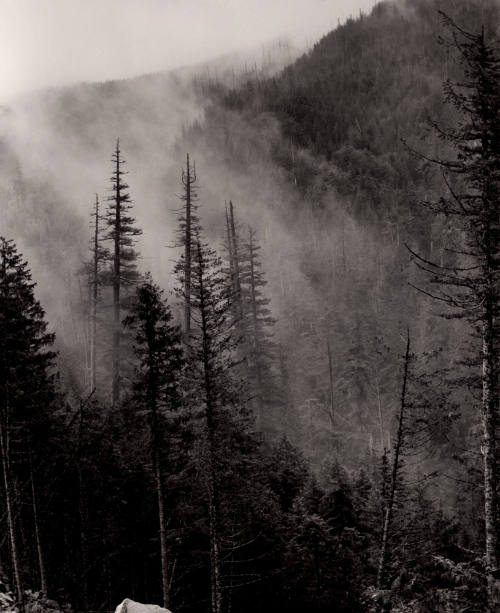 High in the Cascade Mountains Along the Barlow Trail in Oregon