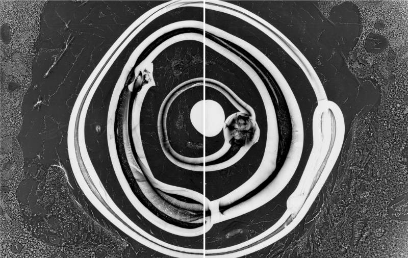 Photogram diptych of dripped glass #2