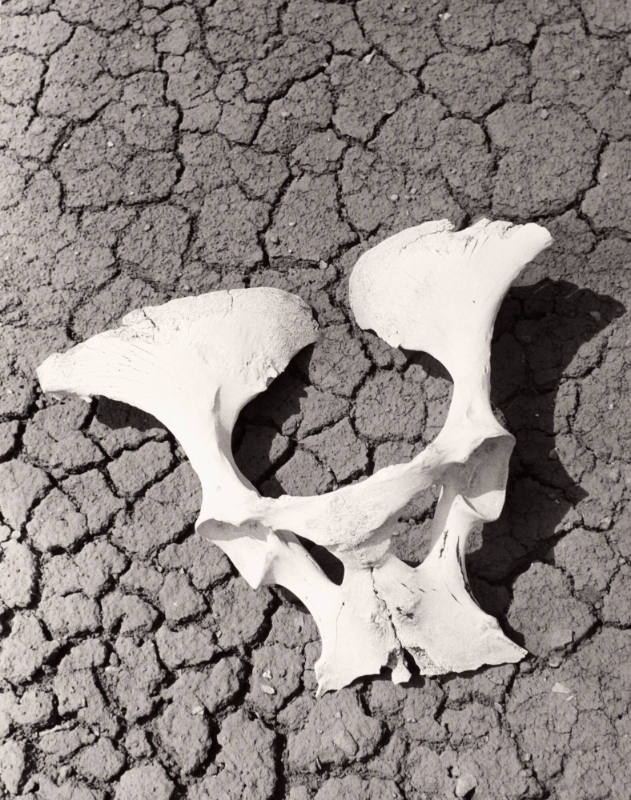 Pelvis Bone - 40 Mile Desert in Nevada
