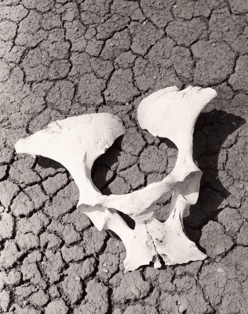Pelvis Bone - 40 Mile Desert in Nevada