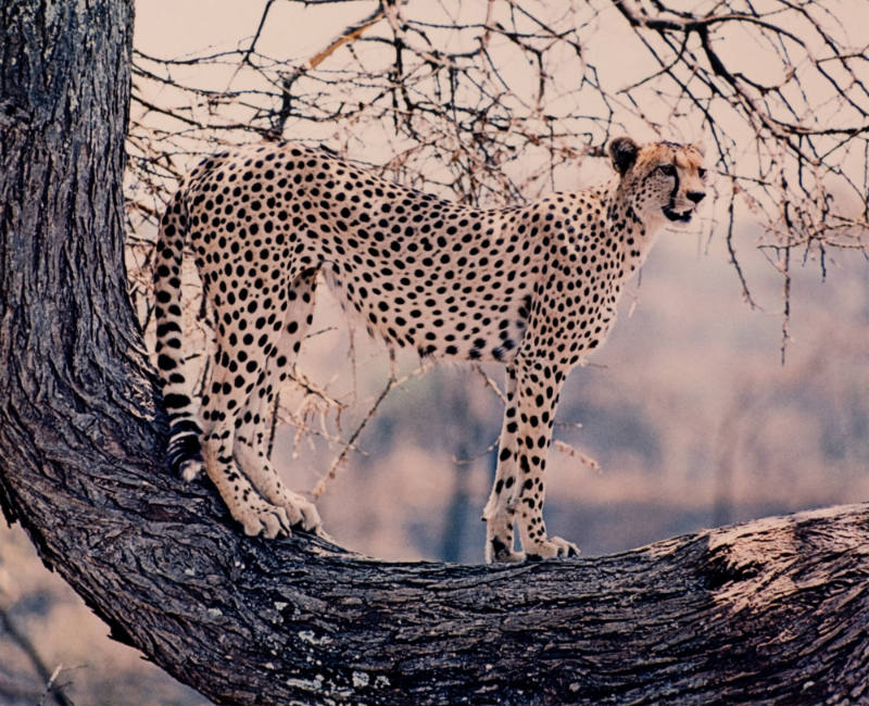 Cheetah, Tanzania, Africa