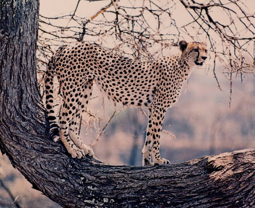 Cheetah, Tanzania, Africa