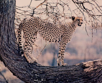 Cheetah, Tanzania, Africa
