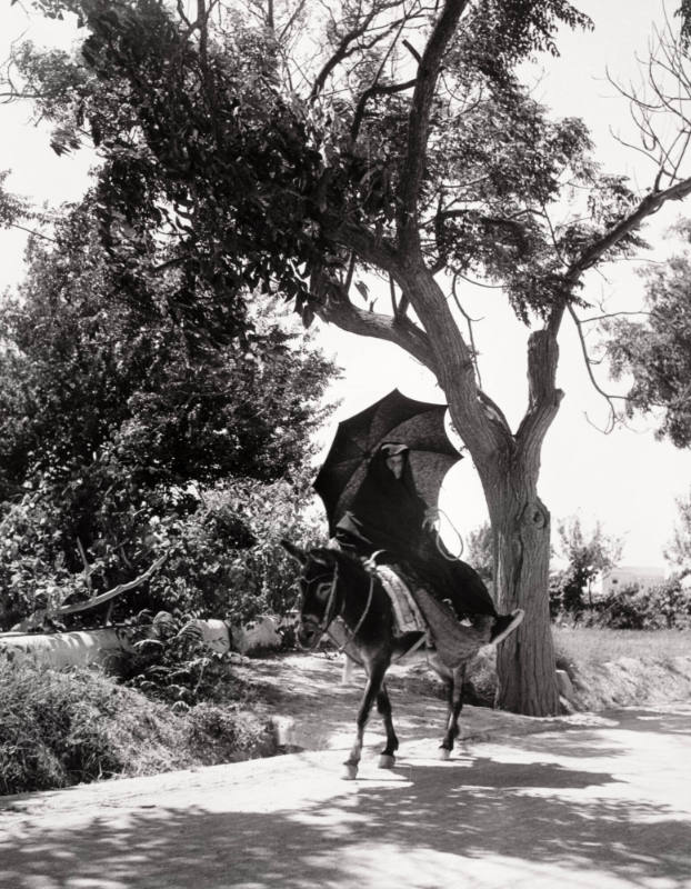 Market Bound, Ibiza, Balearic Islands