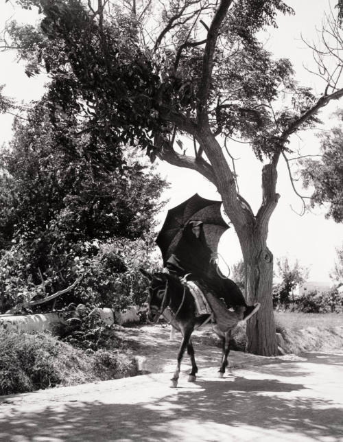 Market Bound, Ibiza, Balearic Islands