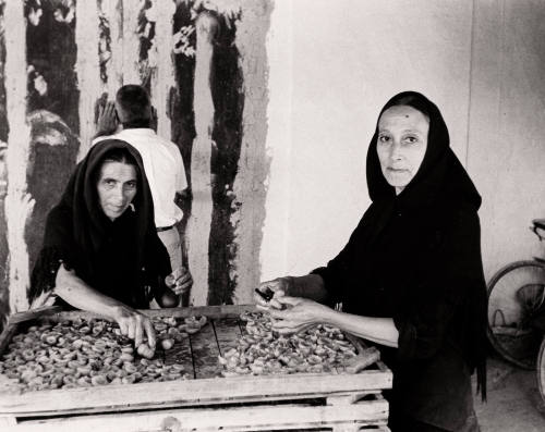 Women Processing Apricots on the Island of Ibiza, Balearic Islands