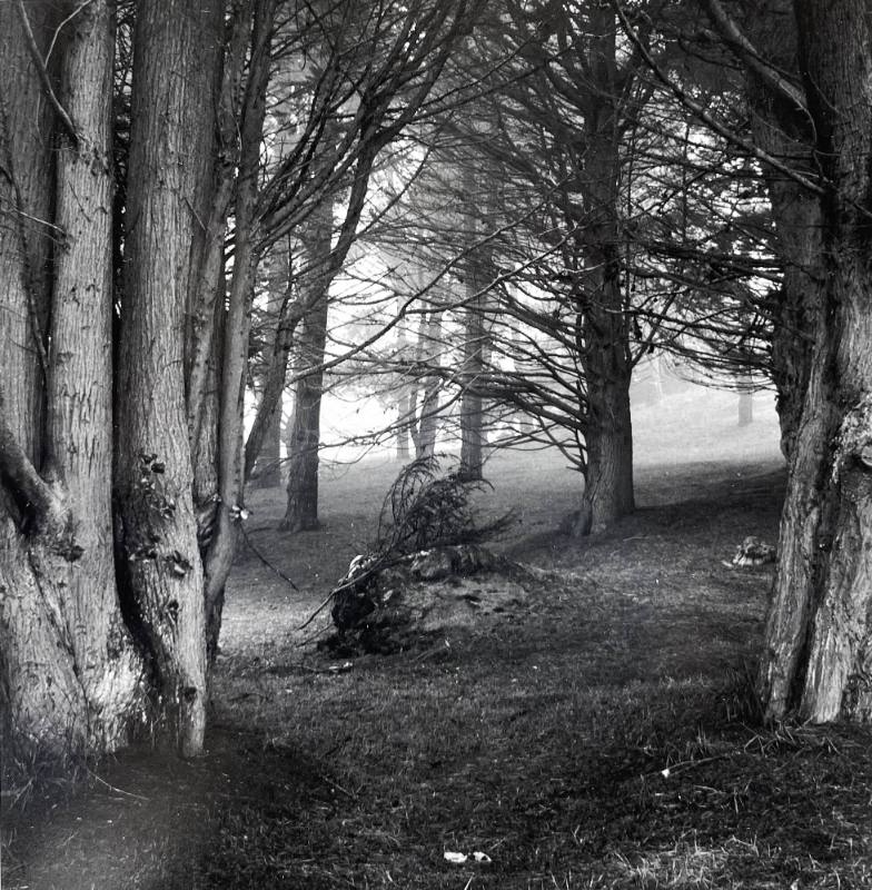 Cypress Trees in Fog, San Francisco