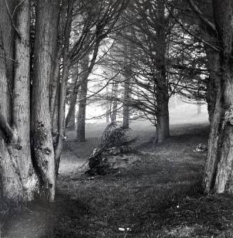 Cypress Trees in Fog, San Francisco