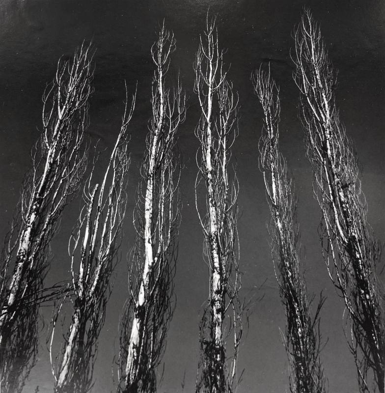 Poplar Trees